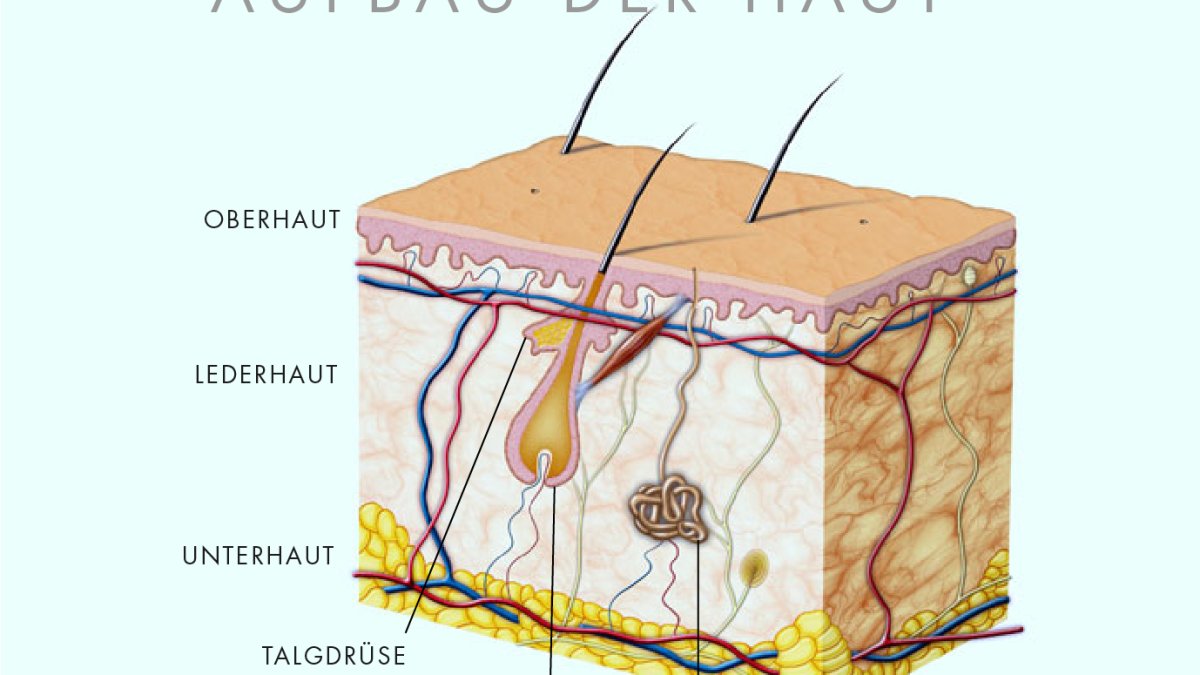 Wie ist die Haut aufgebaut?